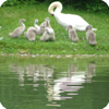 Schwanenfamilie (2)