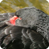 Der schwarze Schwan